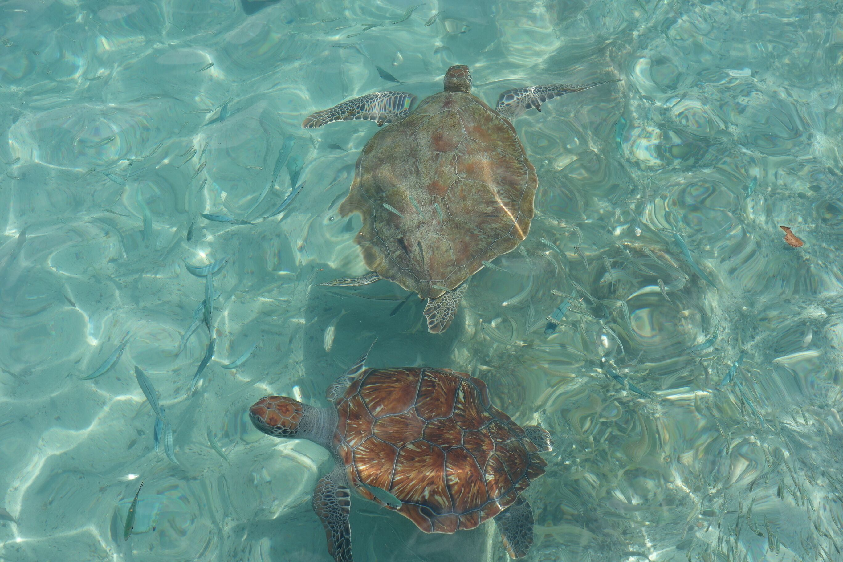 Dos tortugas marinas nadando en aguas transparentes.