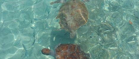 Dos tortugas marinas nadando en aguas transparentes.