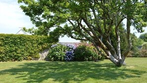 A tree in a well-maintained grassy area with a hedge and a building in the background. - House / Villa - FouesnantHouse with garden (Fouesnant)
