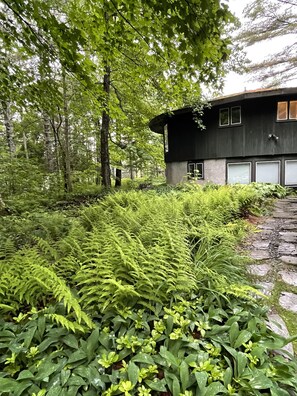 A modern house surrounded by lush greenery and ferns.