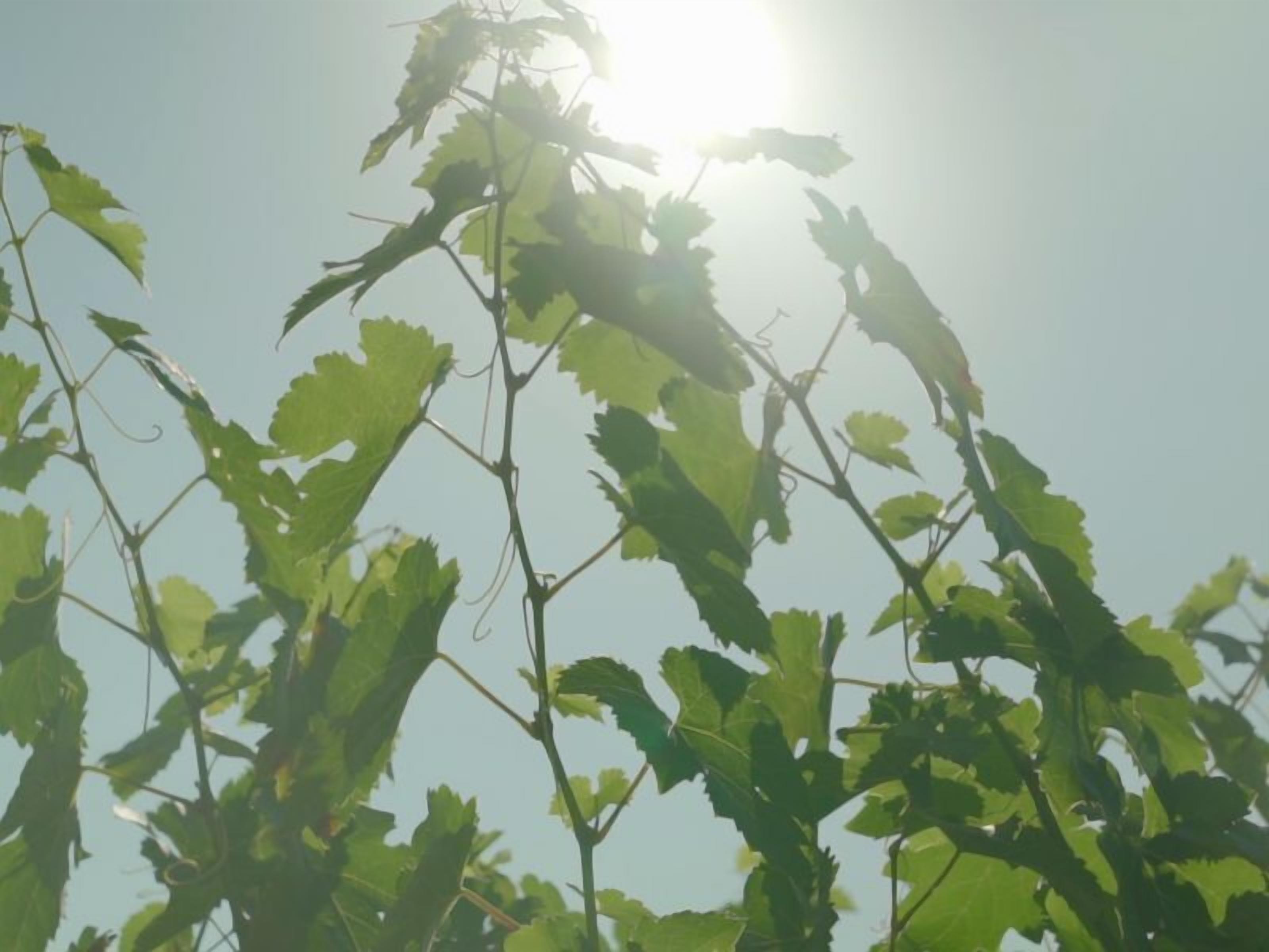 Casa Sangiovese Pokolbin 6 bedroom 5bathroom home with private pool. — image 3