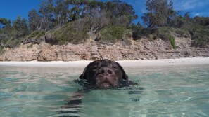 On the beach, sun-loungers - Waterside, Pet Friendly Beach House (Vincentia)