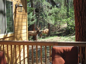 Property grounds - Escape to the perfect family mountain cabin in the cool pines (Pine)