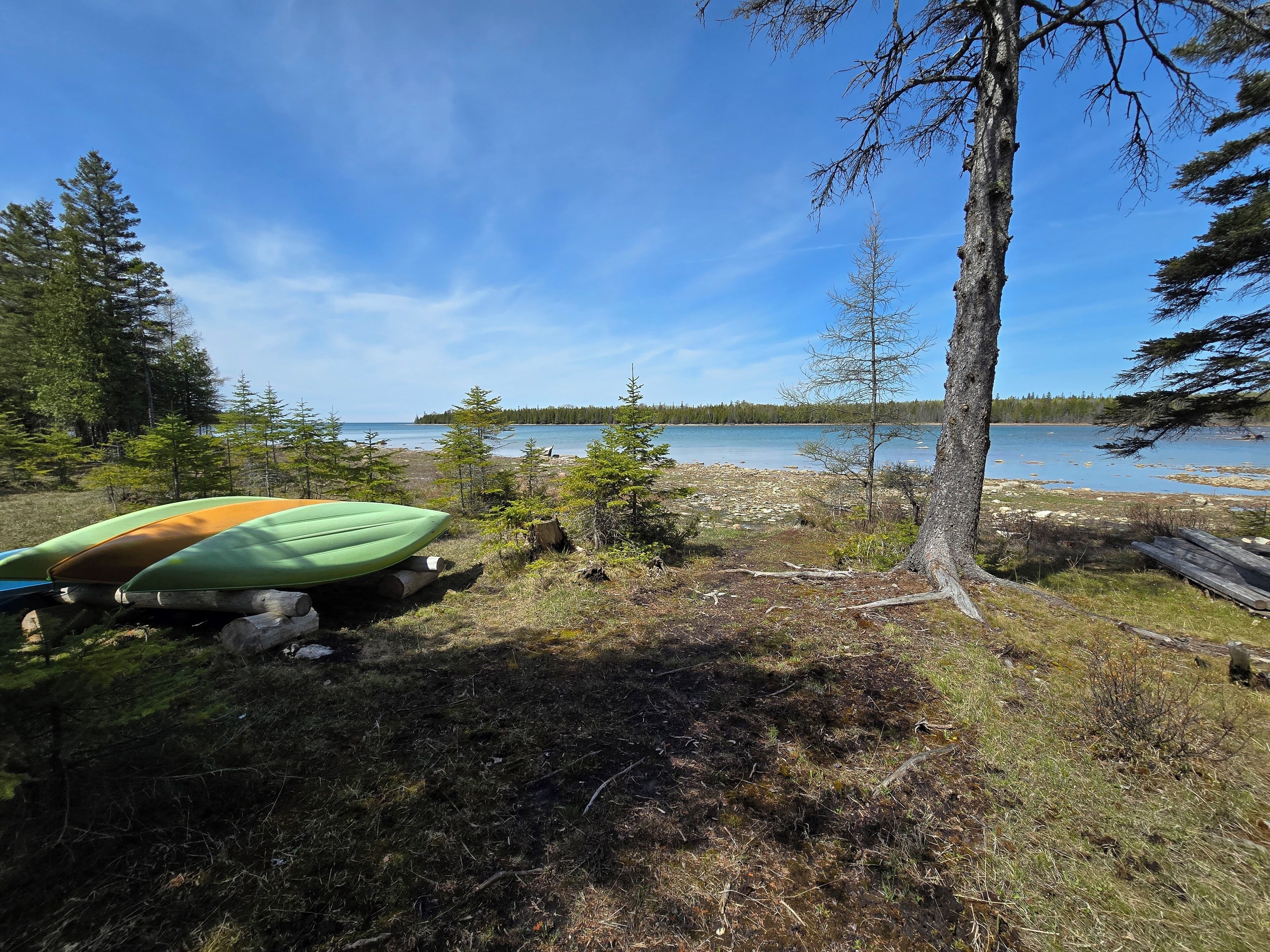 A lakeside setting with kayaks and a tree.