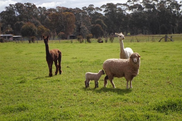 Come and see the farm animals!