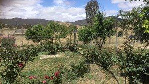 A fenced garden with roses and a view of hills in the background. - Pyrenees Farm Stay Amphitheatre. (Pet friendly) Bed and Breakfast. (Amphitheatre)