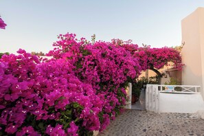 Een wit gebouw met een poort, omringd door felroze bougainvillea bloemen.