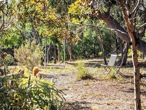 Un espacio natural al aire libre con árboles y una silla.