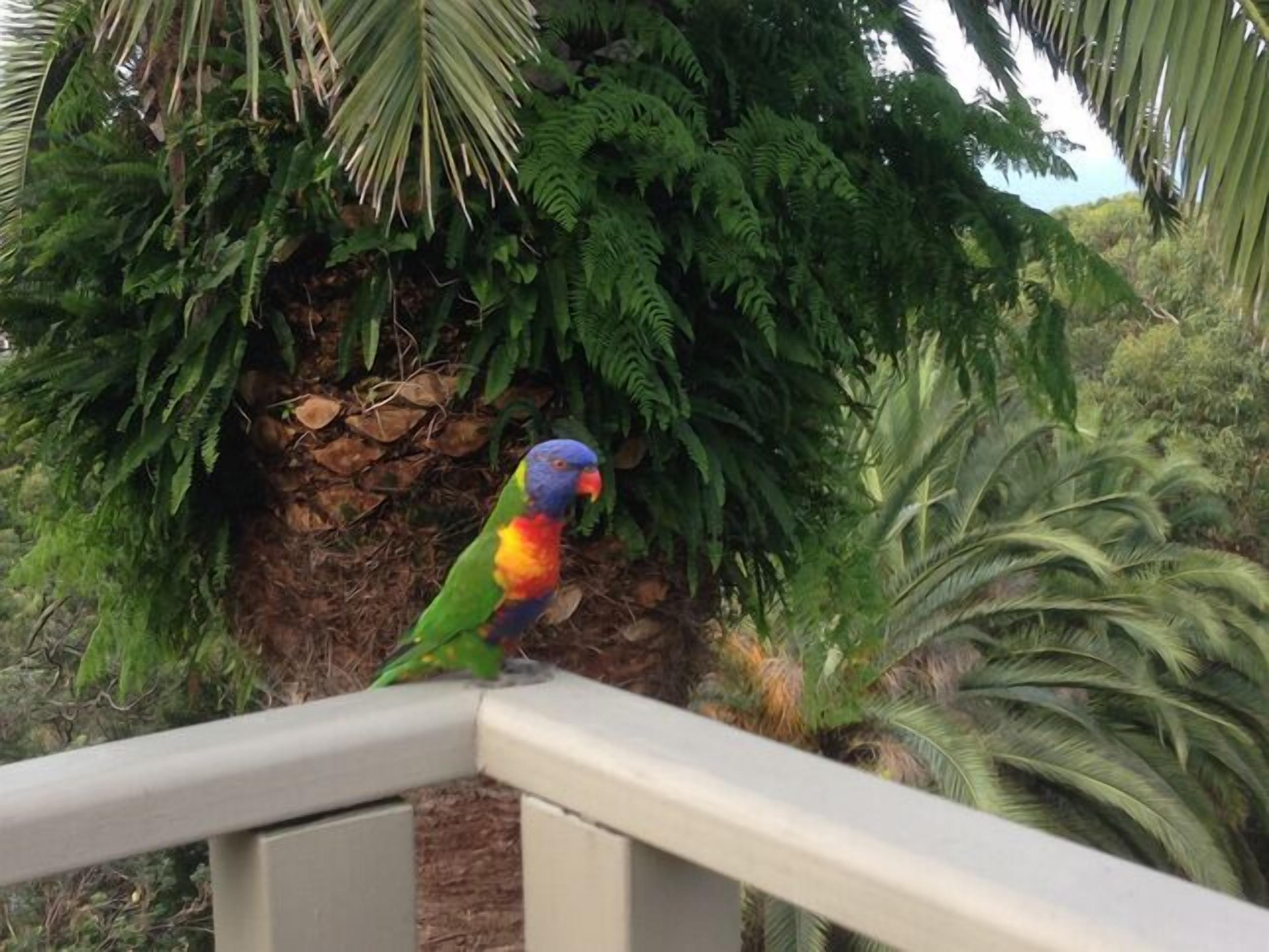 Avalon Horizons Apt w/ Pool & Sensational Views — image 19