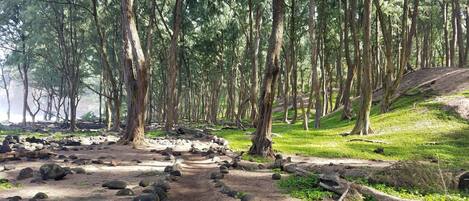 A forested area with a dirt path surrounded by rocks and trees.
