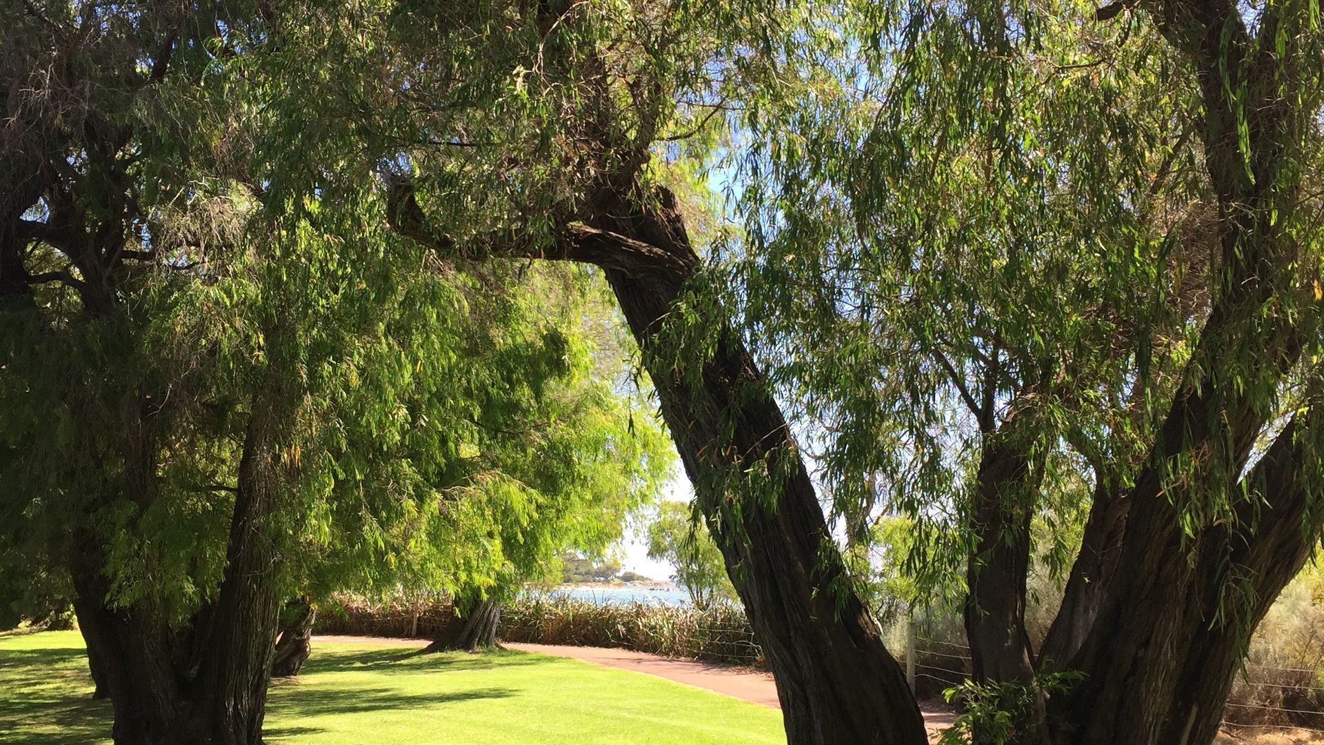 Treehouse by the Sea — image 18