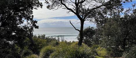 Paisatge costaner amb un arbre destacat al primer pla, una zona verda i vista a l'oceà.
