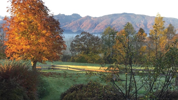 Um campo gramado com uma árvore e uma montanha ao fundo.