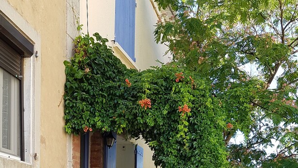 Ein Gebäude mit einer Treppe, die zu einer Tür mit blauen Fensterläden führt, umgeben von üppigem Grün und blühenden Pflanzen.