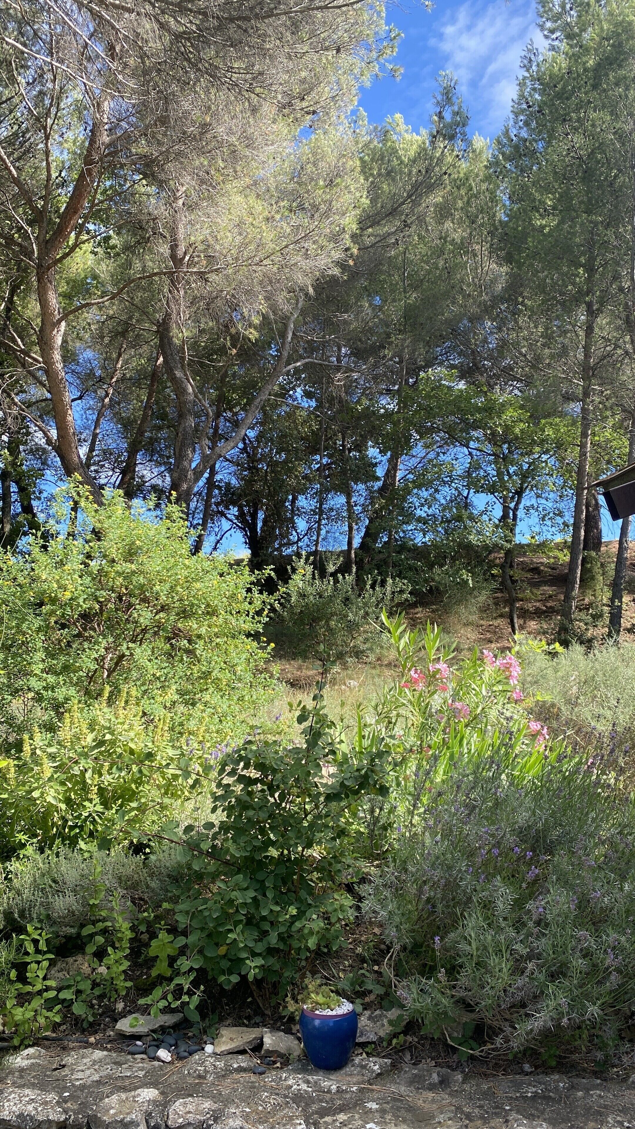 A natural outdoor area with various plants and trees, a blue pot on rocks, and a wooden structure in the background.