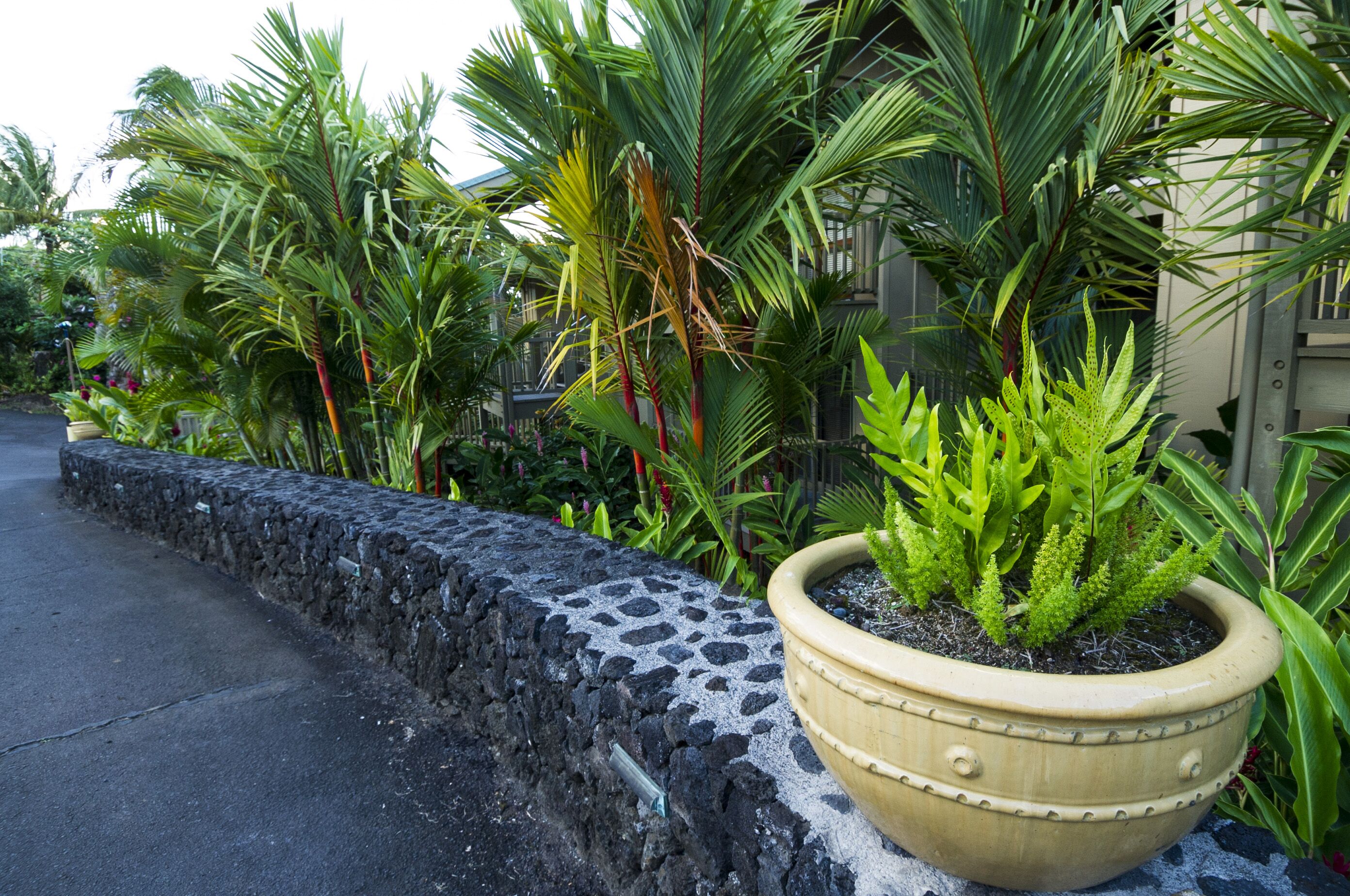 Un jardin agrémenté de diverses plantes tropicales et d’un grand bac à fleurs.