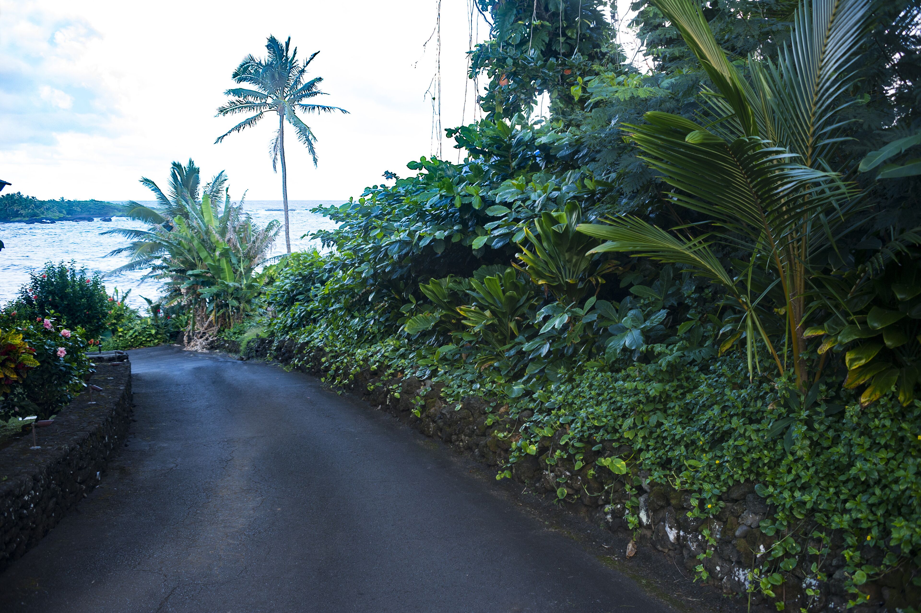 Eine schmale Straße, gesäumt von üppiger Vegetation und einer Palme, führt zu einem Gewässer.