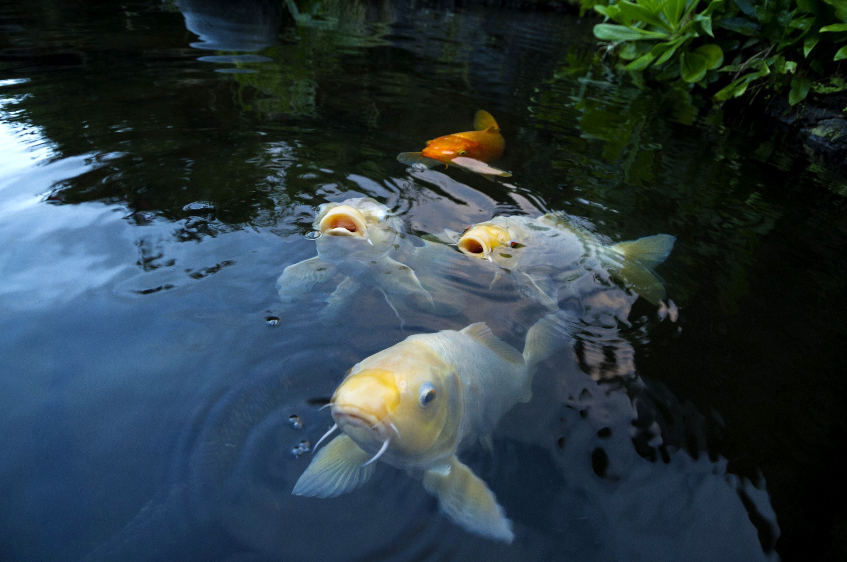 A pond with several goldfish swimming.
