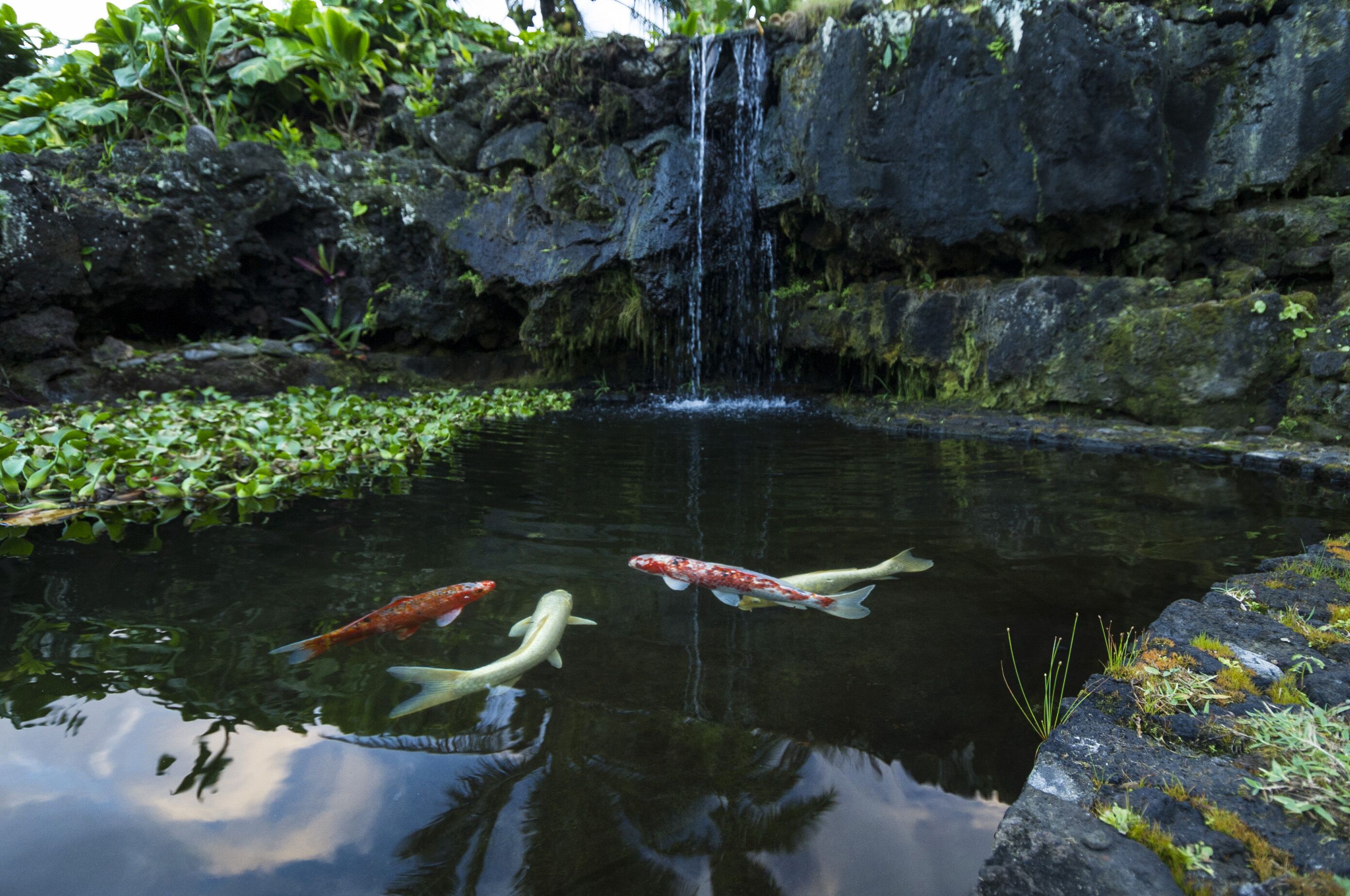 Ein Teich mit Koi-Karpfen und einem Wasserfall.