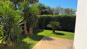 Un jardin avec des palmiers, une haie et un chemin en béton.