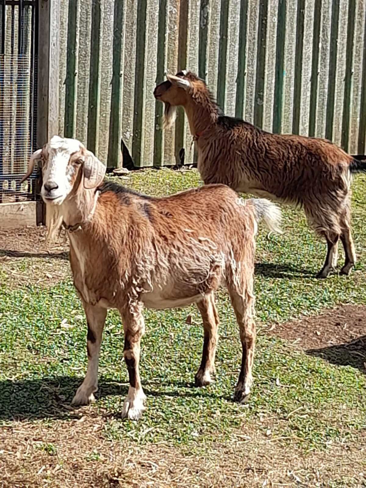 Two goats in an outdoor enclosure with a wooden fence in the background.