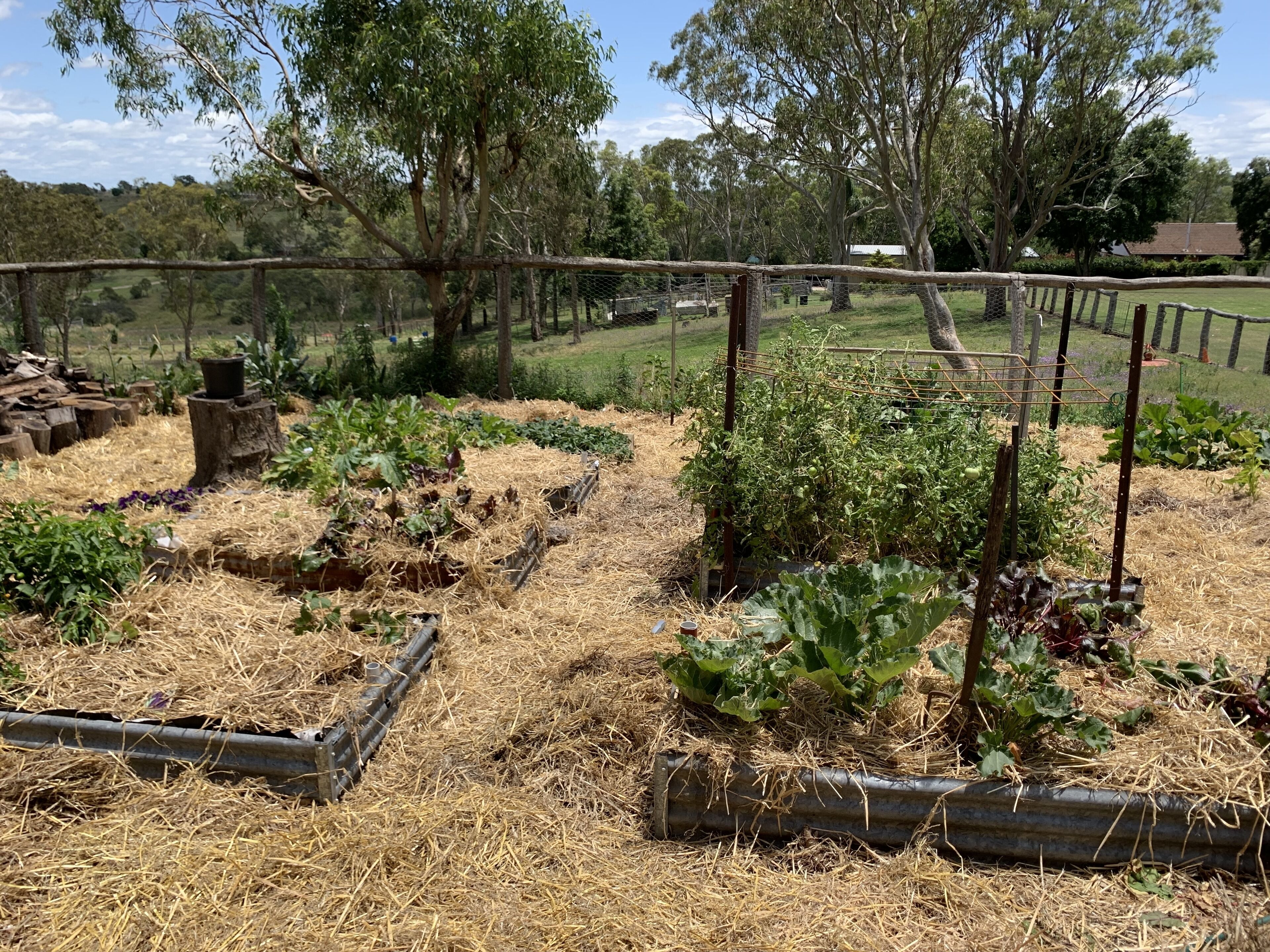 A garden with raised beds, wooden stakes, and a variety of plants.
