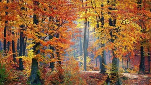 Une forêt où les arbres sont hauts et le sol est recouvert de feuilles mortes.
