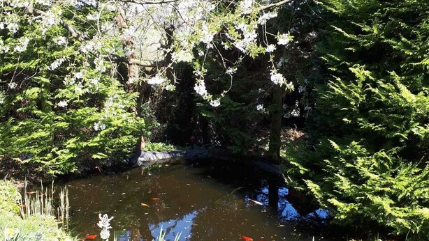A pond surrounded by lush greenery and flowering plants. - 80 m², family-friendly, barrier-free apartment, overlooking the golf course (Sundern (Sauerland))
