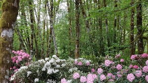Une zone boisée où les arbres sont nombreux et le sol est recouvert d’une épaisse couche de copeaux de bois.
