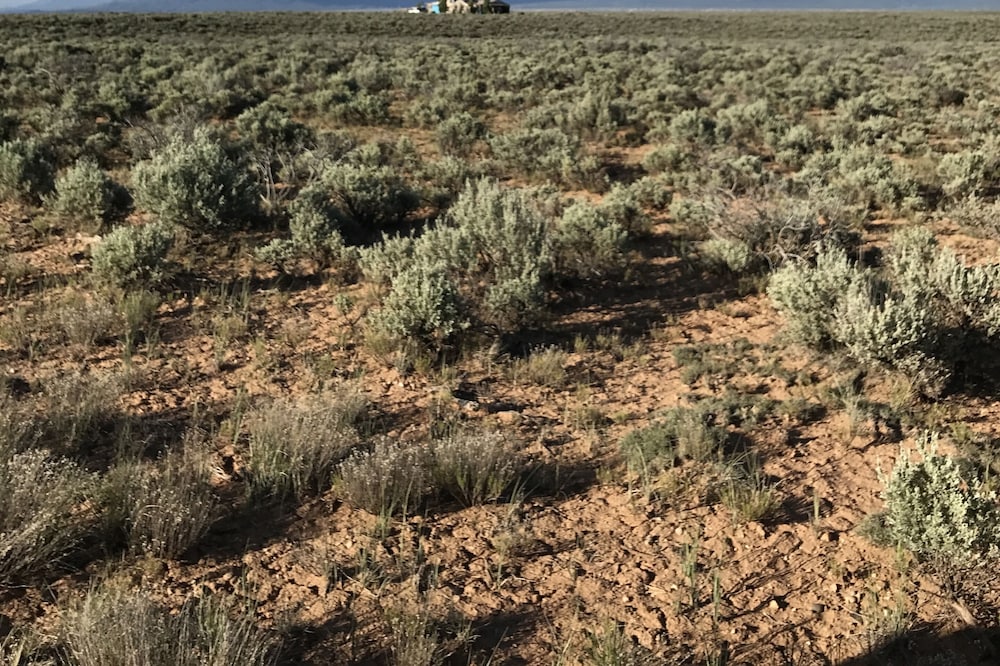 The Woman, The Rabbit and the Moon Ranch
