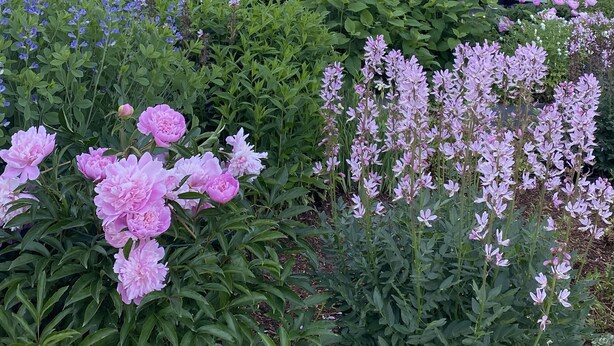 Een huis met een overdekte patio, een barbecue en een tuin vol roze bloemen.