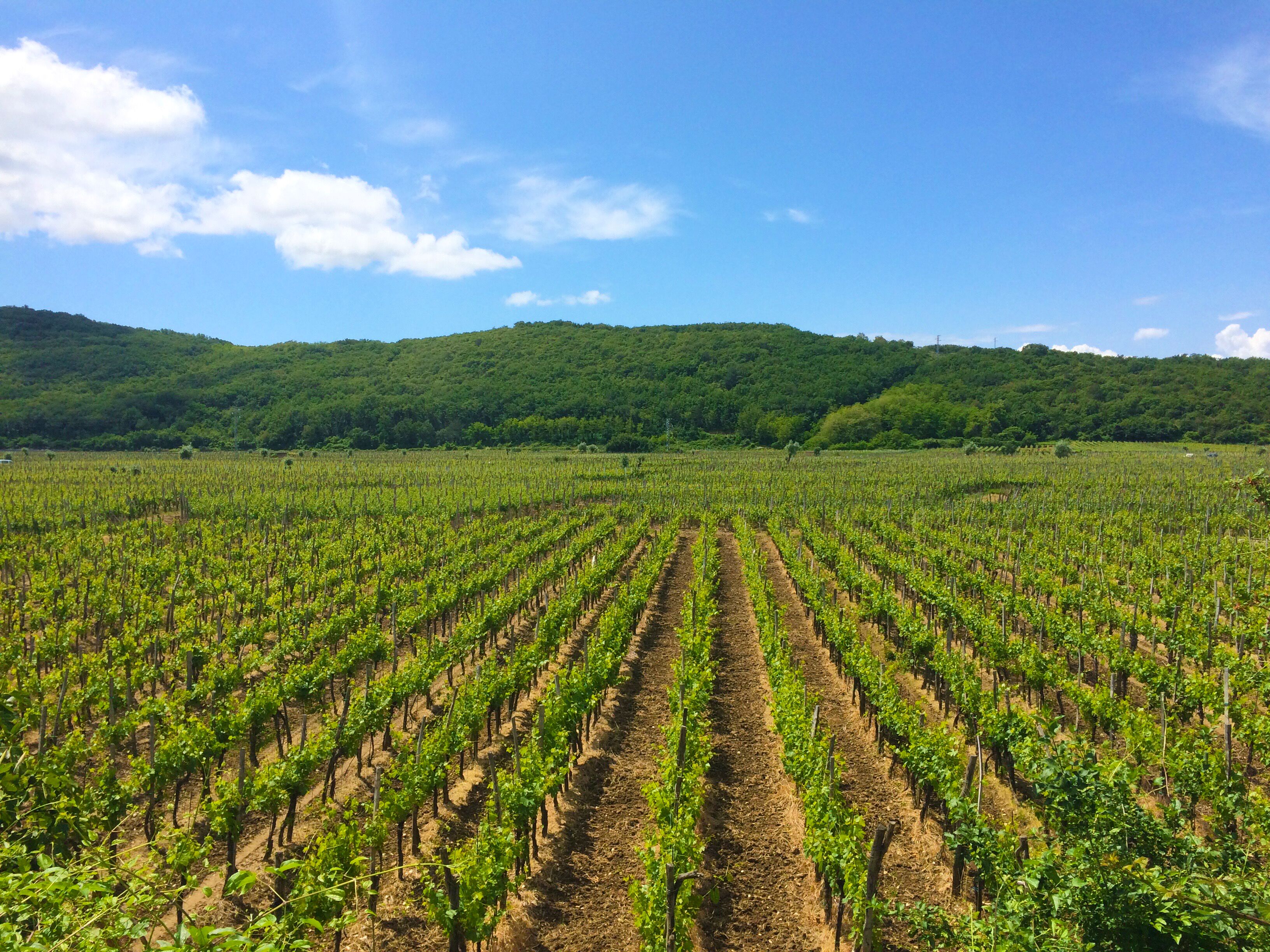 A vineyard with rows of grapevines under a clear sky.