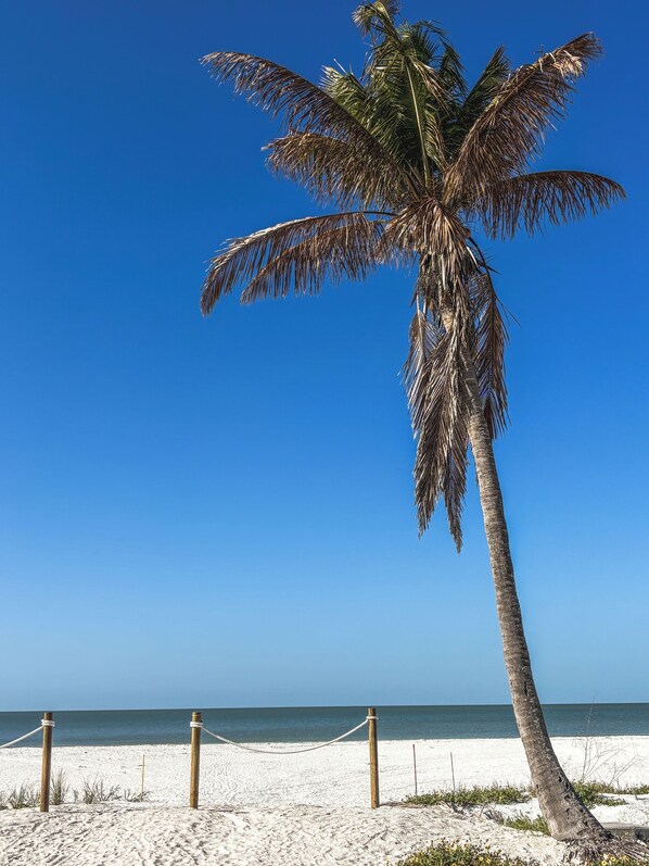 Une scène de plage avec un palmier, un ciel bleu clair et l’océan.