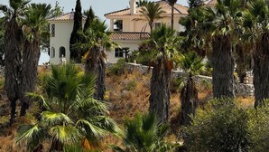 A villa with a tiled roof, surrounded by palm trees and a stone wall.