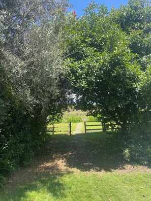 Property grounds - Azenha de Cavez - House on the banks of the Tamega with swimming pool (Cavez)