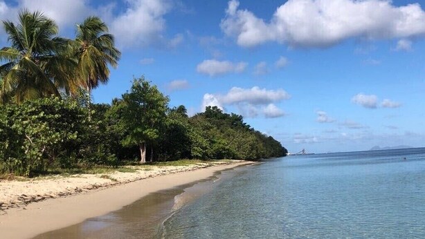 A beach with clear water, palm trees, and a sandy shore. - Sugar Cane House (GRAND BOURG)