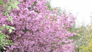 Un parque con un cerezo en flor, un banco de madera y una mesa de picnic.