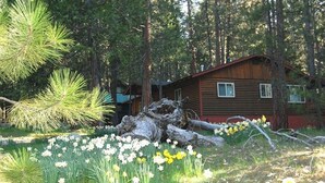 Une cabane entourée d’une forêt de pins et de jonquilles.