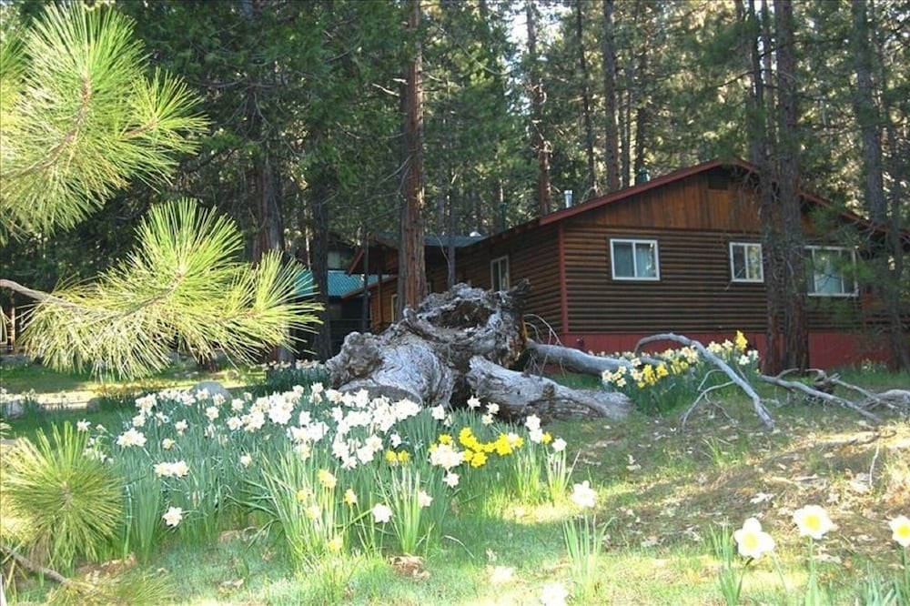 (39) River Song at The Redwoods In Yosemite