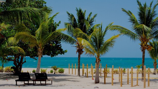 A beach with palm trees, a wooden fence, and two black lounge chairs.