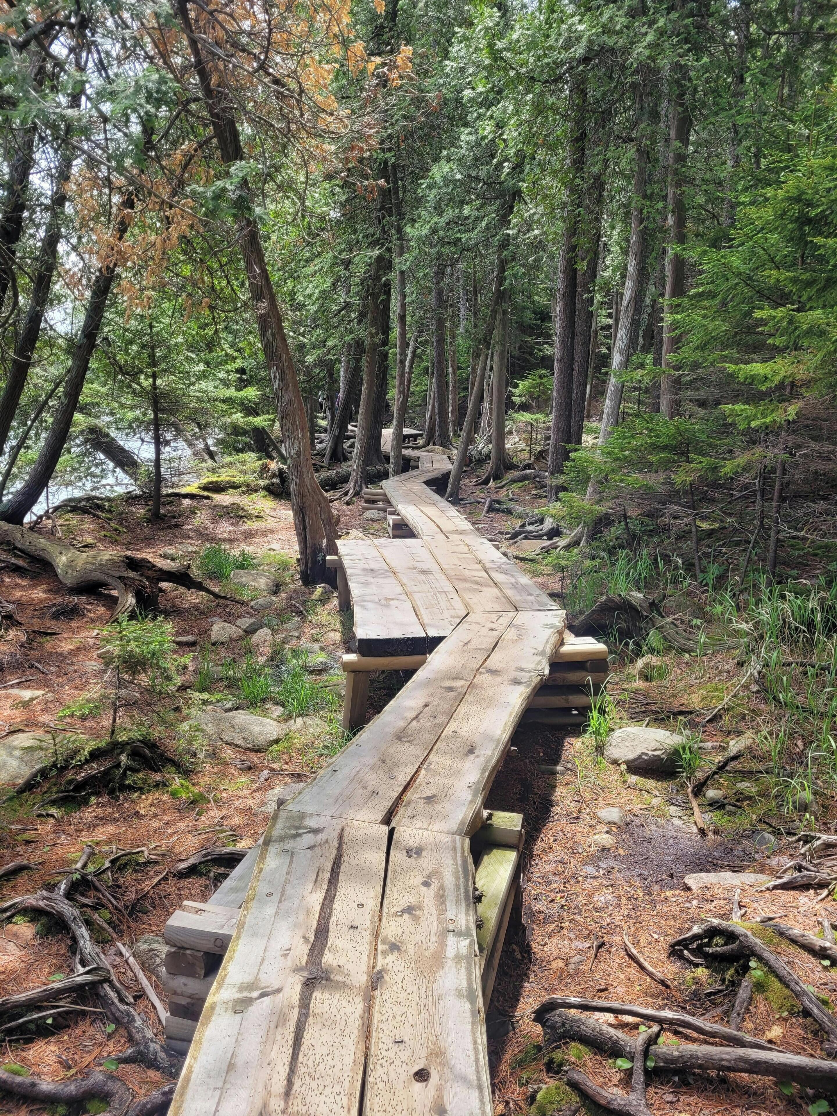 A wooden boardwalk through a forested area with trees and a body of water in the background.