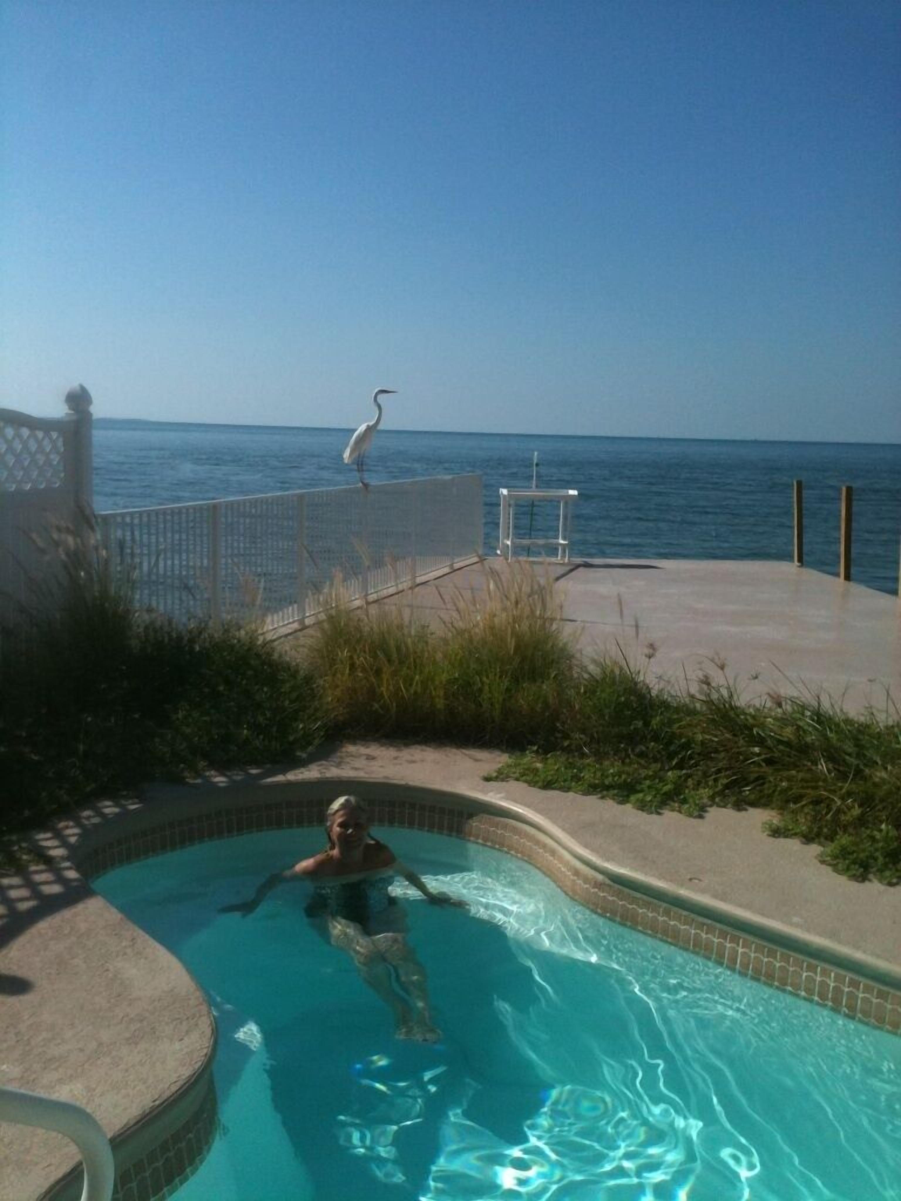 A pool area with a view of the ocean, a person swimming, and a bird on the fence.