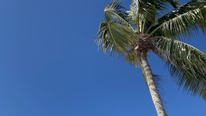 A beach with white sand, palm trees, and a clear blue sky. - Spectacular Gulf Front Home - Pool, Dock, Incredible Gulf View (Marathon)