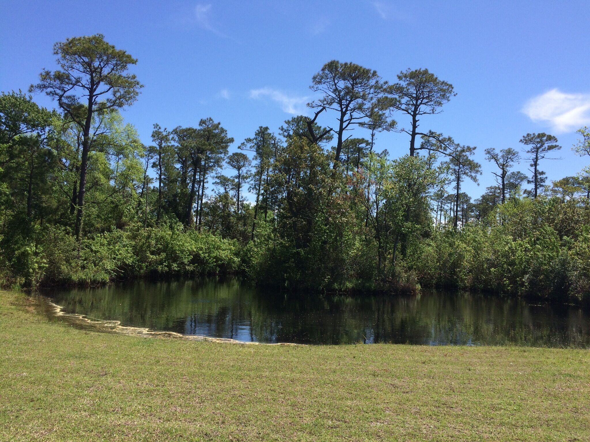 A serene lakeside scene with tall trees and a grassy area.