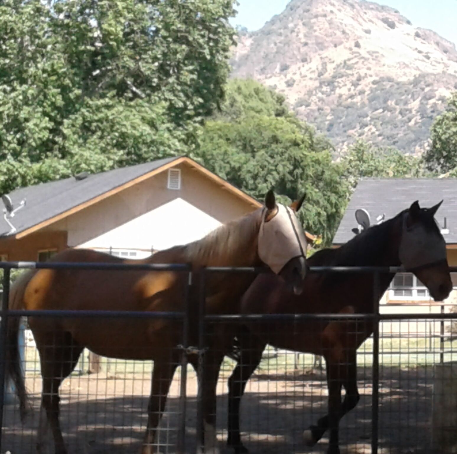 Robbie the Haflinger & Cheyenne our quarter horse