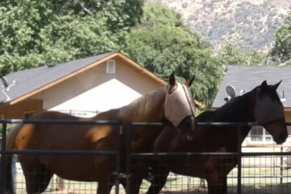 Robbie the Haflinger & Cheyenne our quarter horse