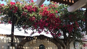 A stone fountain under a pergola with pink flowers, surrounded by stone walls and a stone bench. - Private Guest Unit with backyard, Home away from home! (Santa Ana)