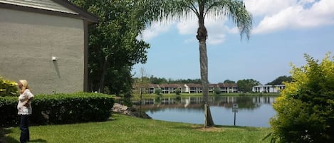A residential area with a house, a palm tree, a pond, and a grassy lawn.