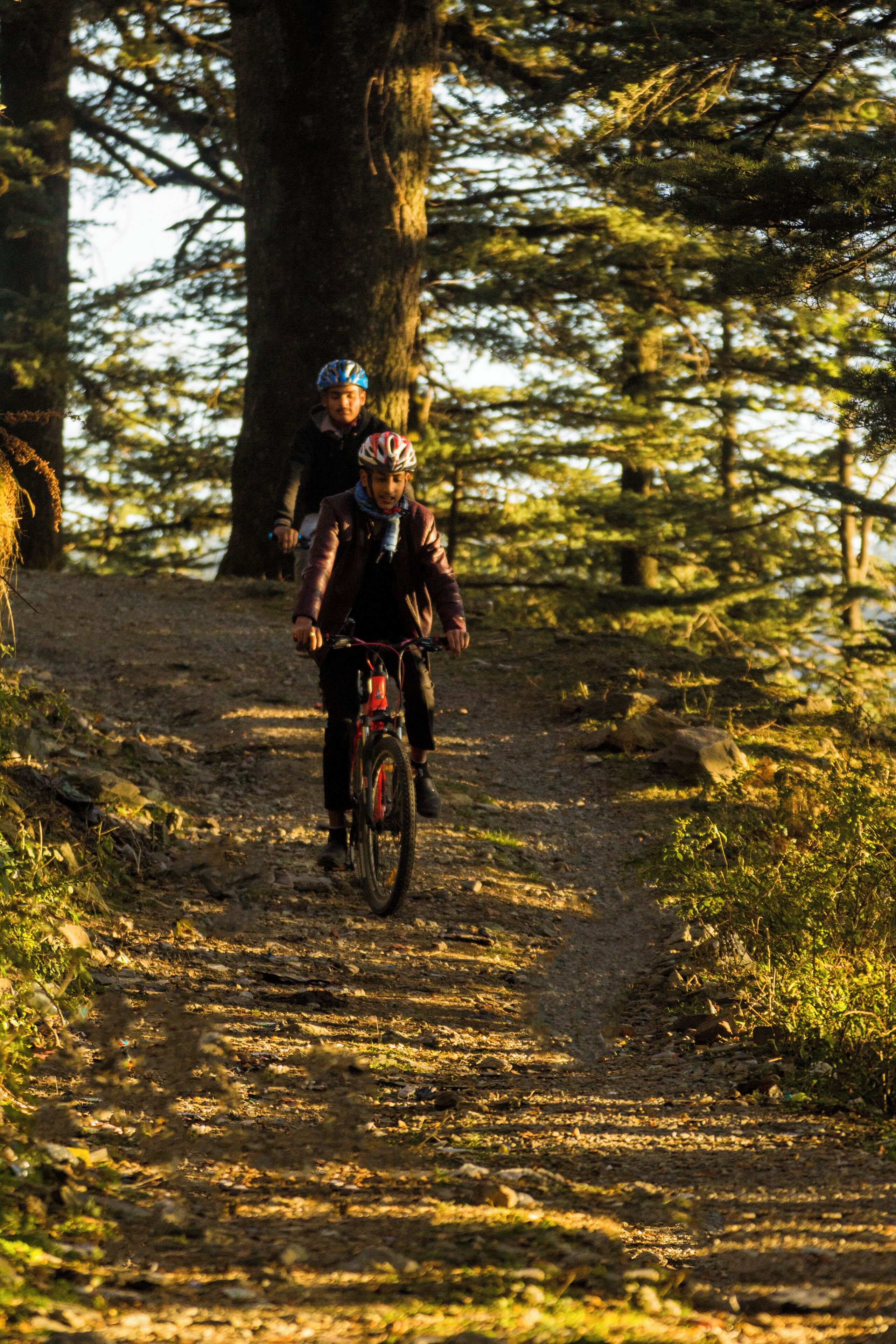 A forest trail with a person riding a bicycle.