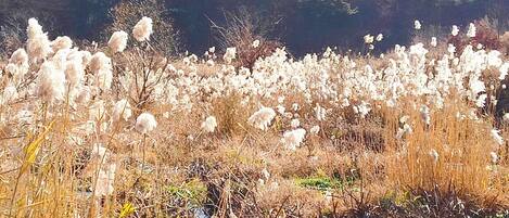 A field of tall, white flowering plants with a river in the foreground and trees in the background.